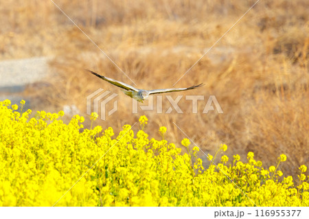 狩りのために菜の花畑を飛翔する美しいハイイロチュウヒ（タカ科）。群馬県利根川河川敷-2024年3月 116955377