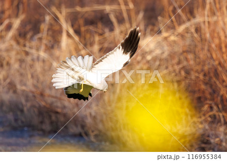 狩りのために菜の花畑を飛翔する美しいハイイロチュウヒ（タカ科）。群馬県利根川河川敷-2024年3月 116955384