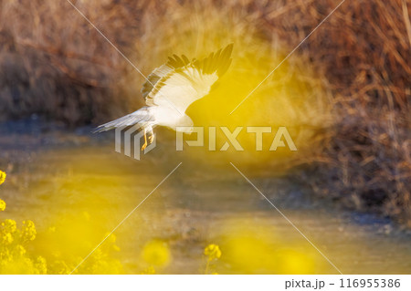 狩りのために菜の花畑を飛翔する美しいハイイロチュウヒ（タカ科）。群馬県利根川河川敷-2024年3月 116955386