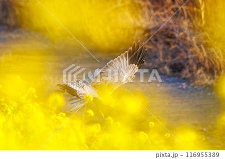 狩りのために菜の花畑を飛翔する美しいハイイロチュウヒ（タカ科）。群馬県利根川河川敷-2024年3月 116955389