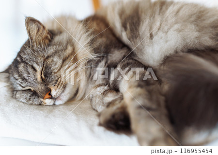 portrait sleeping fluffy gray cat 116955454