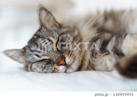 portrait sleeping fluffy gray cat 116955455