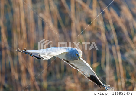 狩りのために葦原を飛翔する美しいハイイロチュウヒ（タカ科）。群馬県利根川河川敷-2024年3月 116955478
