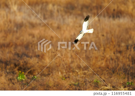 狩りのために葦原を飛翔する美しいハイイロチュウヒ（タカ科）。群馬県利根川河川敷-2024年3月 116955481