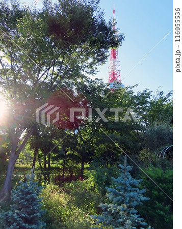 プリンス芝公園から東京タワーを望む プリンス芝公園から東京タワーを望む 116955536