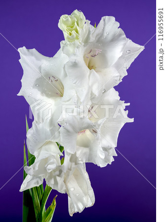 Blooming white gladiolus on a purple background Blooming white gladiolus on a purple background 116955691