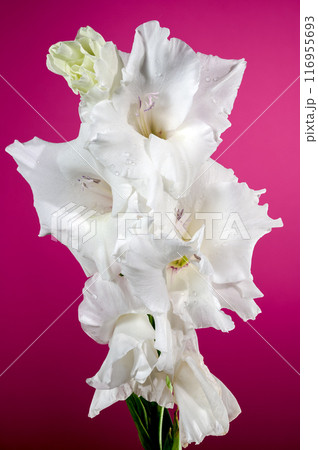 Blooming white gladiolus on a pink background 116955693