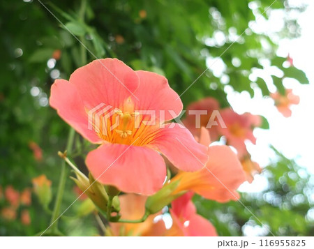 ノウゼンカズラ 116955825