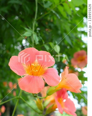 ノウゼンカズラ 116955826