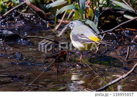 小川で水浴びをして羽ばたく綺麗なキセキレイ（セキレイ科）。千葉県市川市大町公園自然観察園-2024年 116955857