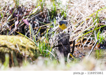 小川で水浴びをして羽ばたく綺麗なキセキレイ（セキレイ科）。千葉県市川市大町公園自然観察園-2024年 116955861