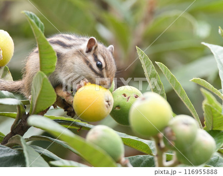 実を食べるシマリス 116955888