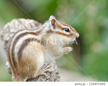 木の上で拝むシマリス 116955898