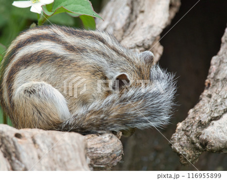 シャイなシマリス 116955899