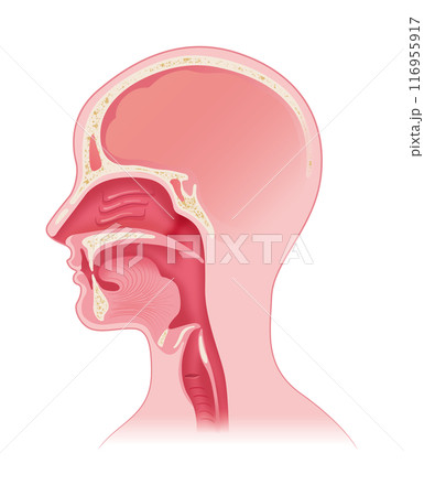 嚥下時の上気道 嚥下時の上気道 116955917