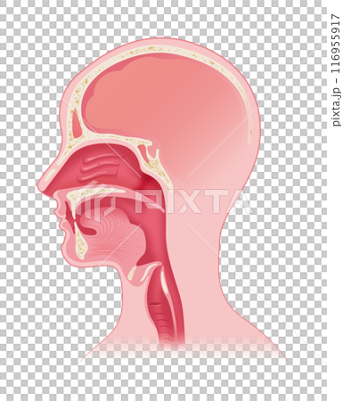 嚥下時の上気道 嚥下時の上気道 116955917