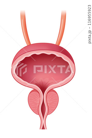 膀胱と前立腺 膀胱と前立腺 116955923