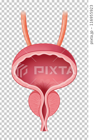膀胱と前立腺 膀胱と前立腺 116955923