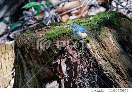 羽ばたいて飛び出す幸せの青い鳥、可愛いルリビタキ（ヒタキ科）。千葉県市川市大町公園自然観察園- 116955943