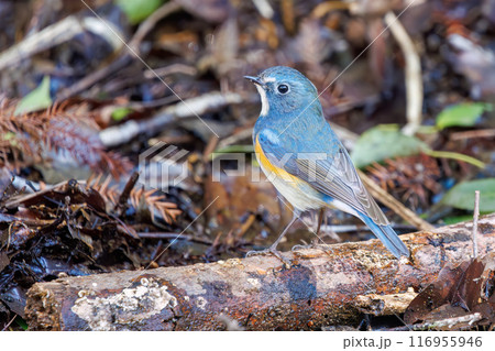 羽ばたいて飛び出す幸せの青い鳥、可愛いルリビタキ(ヒタキ科)。千葉県市川市大町公園自然観察園- 羽ばたいて飛び出す幸せの青い鳥、可愛いルリビタキ(ヒタキ科)。千葉県市川市大町公園自然観察園- 116955946