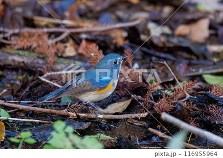 羽ばたいて飛び出す幸せの青い鳥、可愛いルリビタキ（ヒタキ科）。千葉県市川市大町公園自然観察園- 116955964