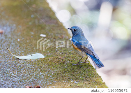 羽ばたいて飛び出す幸せの青い鳥、可愛いルリビタキ（ヒタキ科）。千葉県市川市大町公園自然観察園- 116955971