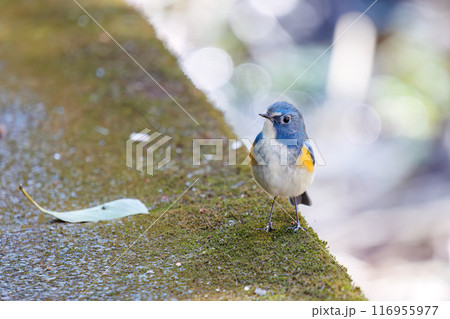 羽ばたいて飛び出す幸せの青い鳥、可愛いルリビタキ（ヒタキ科）。千葉県市川市大町公園自然観察園- 116955977