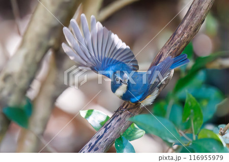 羽ばたいて飛び出す幸せの青い鳥、可愛いルリビタキ（ヒタキ科）。千葉県市川市大町公園自然観察園- 116955979