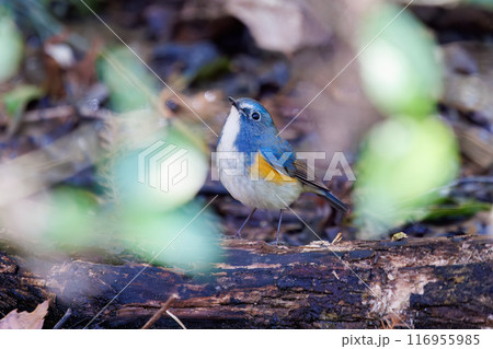 羽ばたいて飛び出す幸せの青い鳥、可愛いルリビタキ（ヒタキ科）。千葉県市川市大町公園自然観察園- 116955985