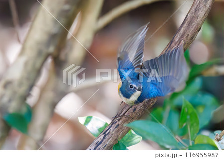 羽ばたいて飛び出す幸せの青い鳥、可愛いルリビタキ（ヒタキ科）。千葉県市川市大町公園自然観察園- 116955987