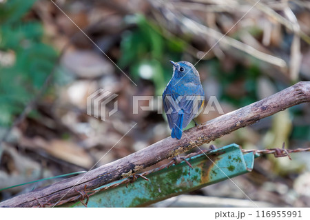 羽ばたいて飛び出す幸せの青い鳥、可愛いルリビタキ（ヒタキ科）。千葉県市川市大町公園自然観察園- 116955991