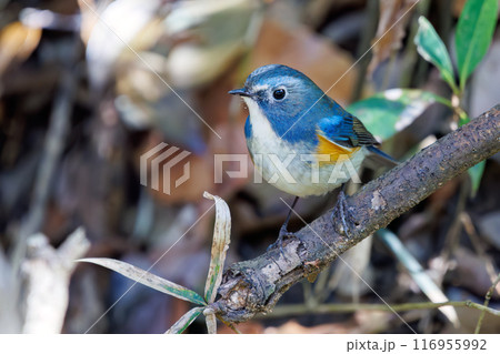 羽ばたいて飛び出す幸せの青い鳥、可愛いルリビタキ（ヒタキ科）。千葉県市川市大町公園自然観察園- 116955992