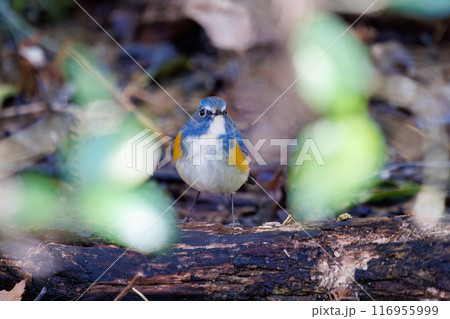 羽ばたいて飛び出す幸せの青い鳥、可愛いルリビタキ（ヒタキ科）。千葉県市川市大町公園自然観察園- 116955999