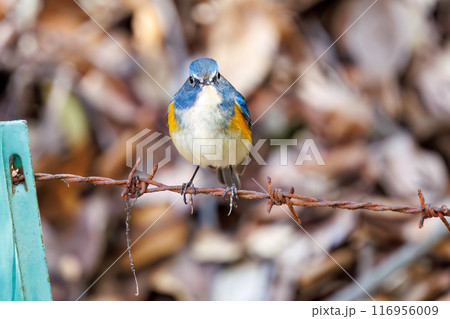 羽ばたいて飛び出す幸せの青い鳥、可愛いルリビタキ（ヒタキ科）。千葉県市川市大町公園自然観察園- 116956009