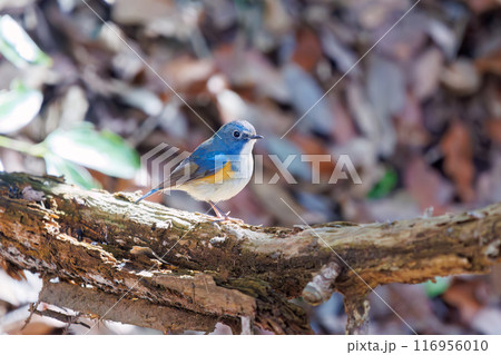 羽ばたいて飛び出す幸せの青い鳥、可愛いルリビタキ（ヒタキ科）。千葉県市川市大町公園自然観察園- 116956010