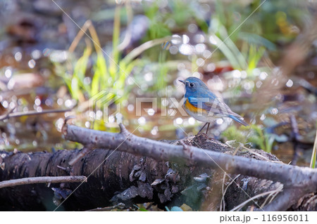 羽ばたいて飛び出す幸せの青い鳥、可愛いルリビタキ（ヒタキ科）。千葉県市川市大町公園自然観察園- 116956011
