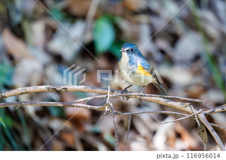 羽ばたいて飛び出す幸せの青い鳥、可愛いルリビタキ（ヒタキ科）。千葉県市川市大町公園自然観察園- 116956014