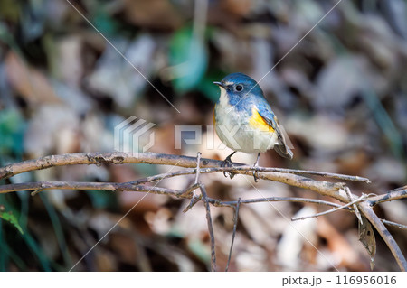 羽ばたいて飛び出す幸せの青い鳥、可愛いルリビタキ(ヒタキ科)。千葉県市川市大町公園自然観察園- 羽ばたいて飛び出す幸せの青い鳥、可愛いルリビタキ(ヒタキ科)。千葉県市川市大町公園自然観察園- 116956016