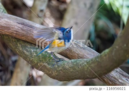 羽ばたいて飛び出す幸せの青い鳥、可愛いルリビタキ（ヒタキ科）。千葉県市川市大町公園自然観察園- 116956021