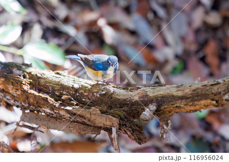 羽ばたいて飛び出す幸せの青い鳥、可愛いルリビタキ（ヒタキ科）。千葉県市川市大町公園自然観察園- 116956024