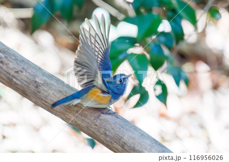 羽ばたいて飛び出す幸せの青い鳥、可愛いルリビタキ（ヒタキ科）。千葉県市川市大町公園自然観察園- 116956026