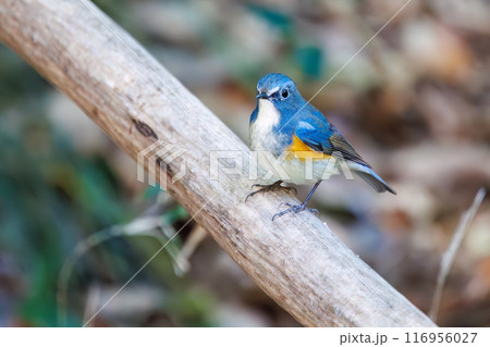 羽ばたいて飛び出す幸せの青い鳥、可愛いルリビタキ(ヒタキ科)。千葉県市川市大町公園自然観察園- 羽ばたいて飛び出す幸せの青い鳥、可愛いルリビタキ(ヒタキ科)。千葉県市川市大町公園自然観察園- 116956027