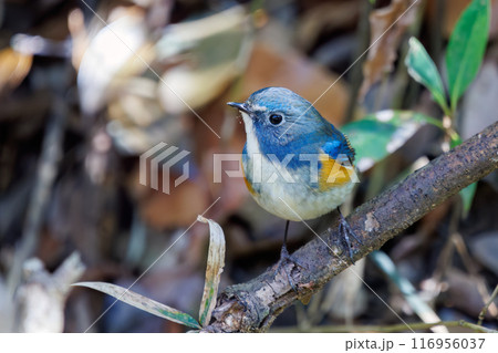 羽ばたいて飛び出す幸せの青い鳥、可愛いルリビタキ（ヒタキ科）。千葉県市川市大町公園自然観察園- 116956037