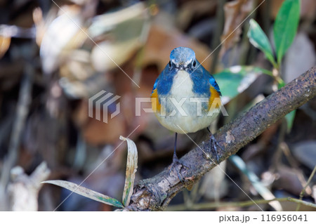 羽ばたいて飛び出す幸せの青い鳥、可愛いルリビタキ（ヒタキ科）。千葉県市川市大町公園自然観察園- 116956041