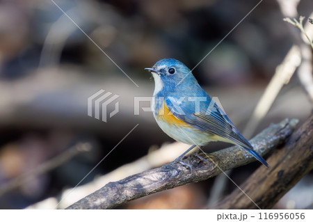 羽ばたいて飛び出す幸せの青い鳥、可愛いルリビタキ（ヒタキ科）。千葉県市川市大町公園自然観察園- 116956056