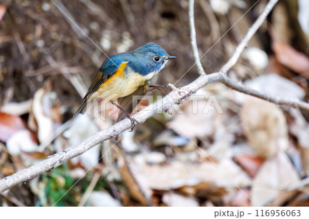 羽ばたいて飛び出す幸せの青い鳥、可愛いルリビタキ（ヒタキ科）。千葉県市川市大町公園自然観察園- 116956063
