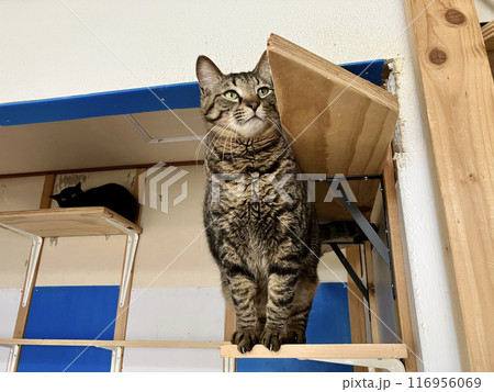 キャットウォークで遊ぶ猫 116956069
