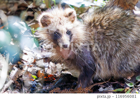 もふもふで可愛い子どものホンドタヌキ（イヌ科）。千葉県市川市大町公園自然観察園-2024年3月 116956081