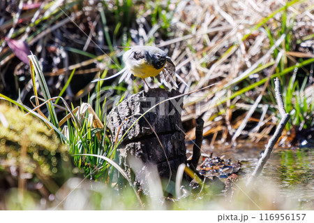 小川で水浴びをして羽ばたく綺麗なキセキレイ（セキレイ科）。千葉県市川市大町公園自然観察園-2024年 116956157