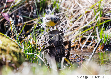 小川で水浴びをして羽ばたく綺麗なキセキレイ（セキレイ科）。千葉県市川市大町公園自然観察園-2024年 116956159